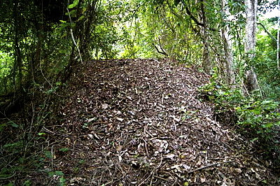 Orange footed scrub fowl nest-Worlds largest birds nest