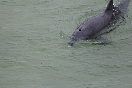 Local Dolphins