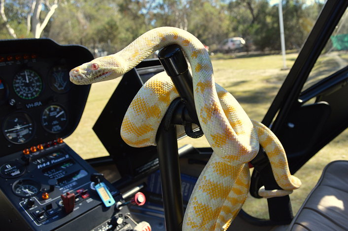 Aussie Bush and Wildlife Helicopter Tour