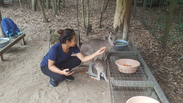 Feeding the kangaroos