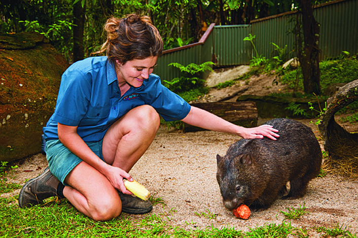 Wombat at Koala Gardens