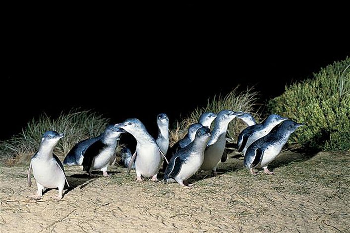 Penguin Parade