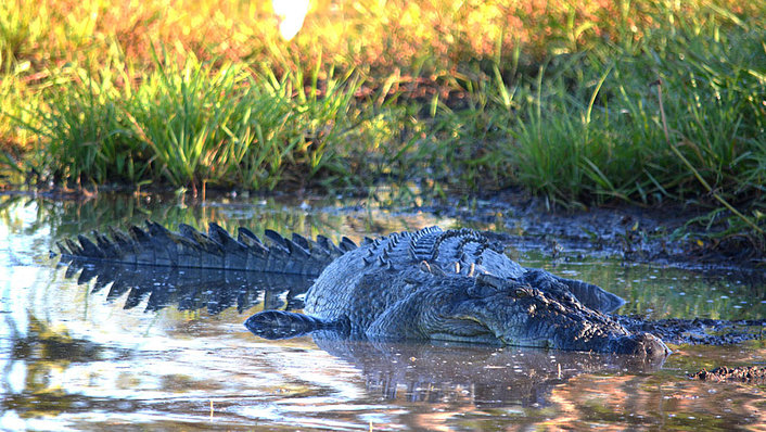 Salt Water Crocodile