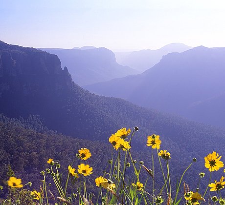 Blue Mountains Vista