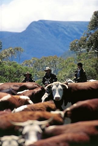 Driving the cattle