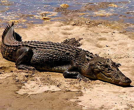 DAINTREE RIVER CRUISE- CROCODILE SPOTTING