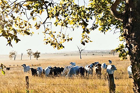 Aussie Cattle Country