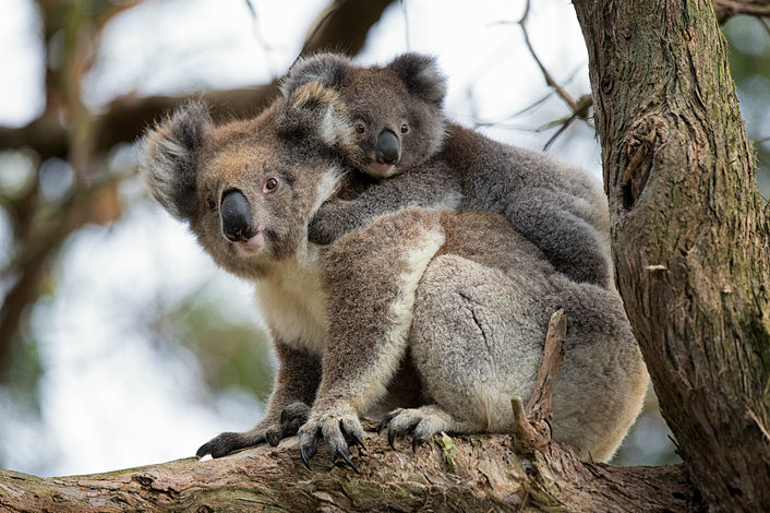 Koala spotting in the Great Otway National Park