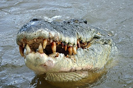 Murray River Wetlands crocodile