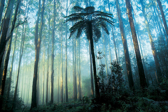 dandenong Rainforest