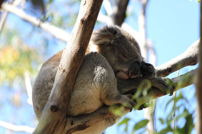 Find me and my friends in the Great Otway National Park