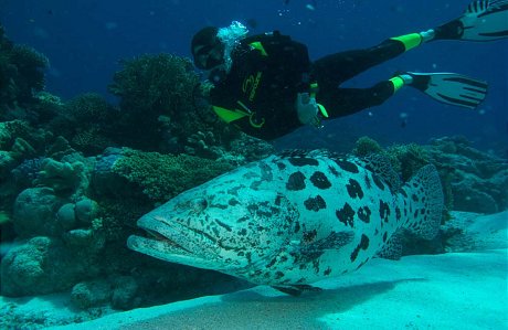 Giant Potato Cod