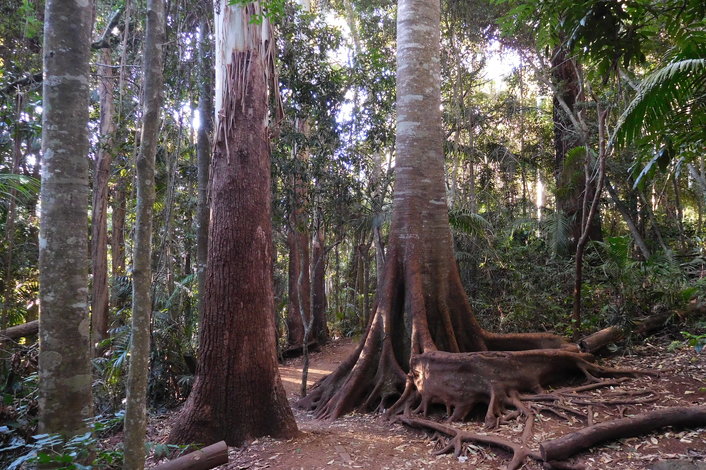 Mt Tamborine rainforest walk