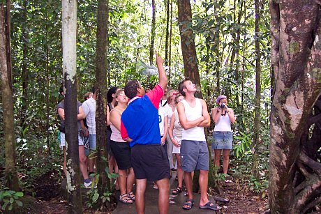 Guided Rainforest Walk