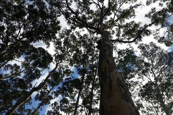 The Karri Trees of Boranup Forest