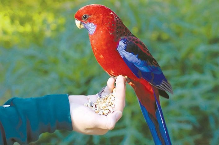 Grant's Reserve hand feeding Rosellas