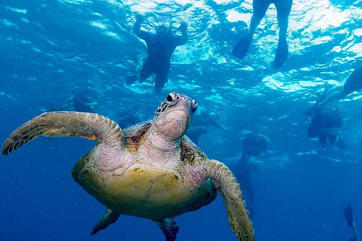 Swim with Turtles