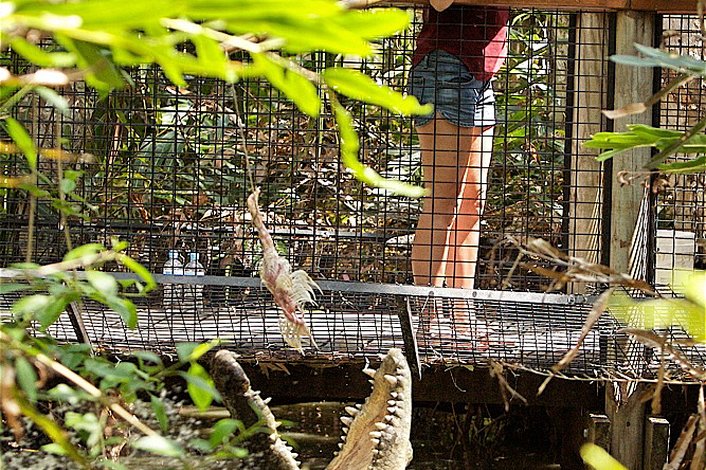 You get to feed the Big Crocodile