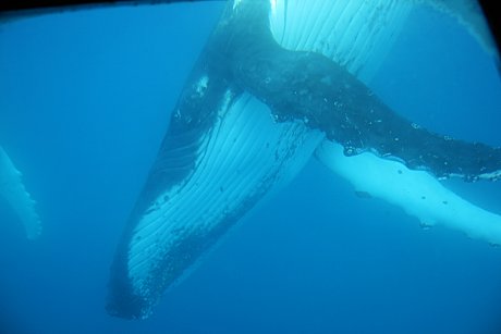 Through the underwater viewing window