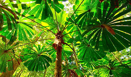 Stunning Fan Palms in the Daintree Rainforest