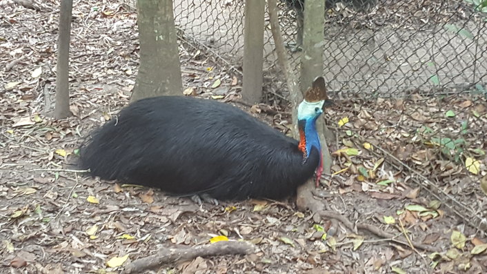 Cassowary