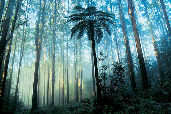 Dandenong Rainforest