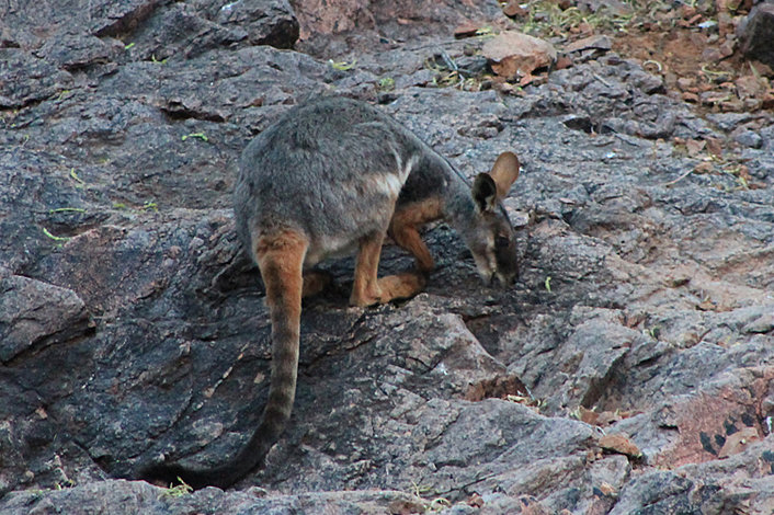 Yellow footed rock wallaby at Arkaroola