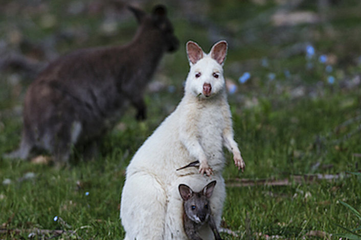 Spot Rate White Wallabies 