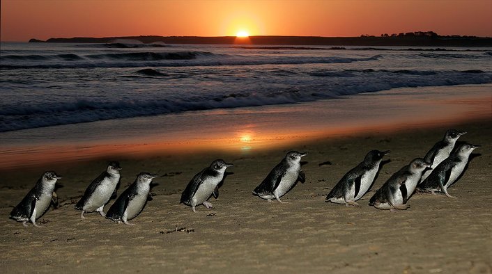 Penguins start arriving at sunset at the penguin parade