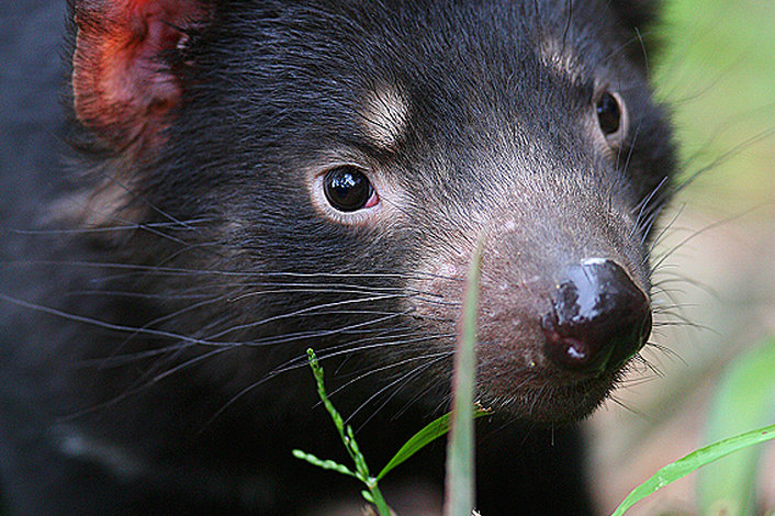 Tasmanian Devil