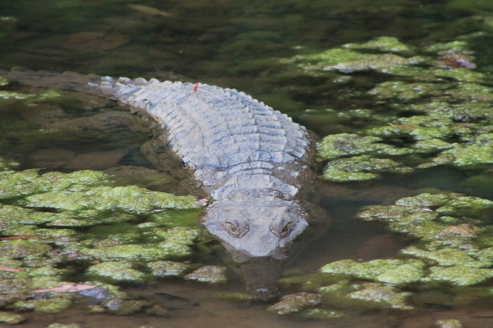 Freshwater Crocodile at Windjana Gorge