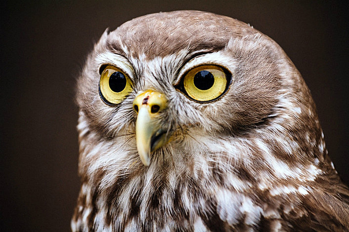 An Owl at Healesville