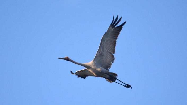 Brolga in flight