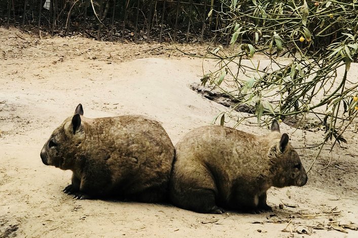 Wombats