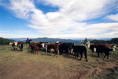 Cattle up on top