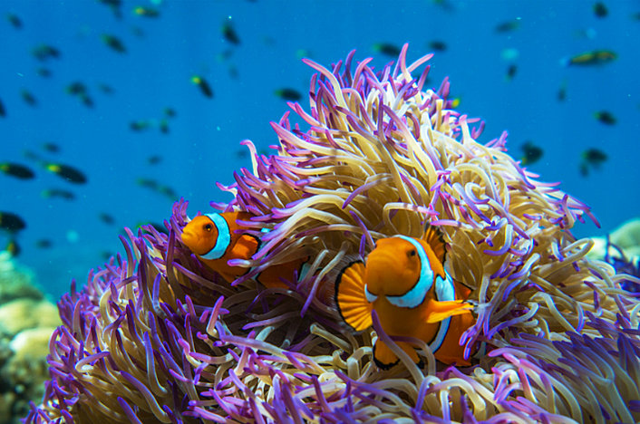 Clown Fish and Coral