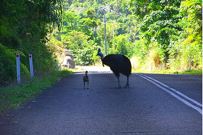 Cassowary seen on tour