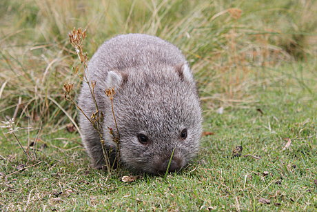 Baby Wombat