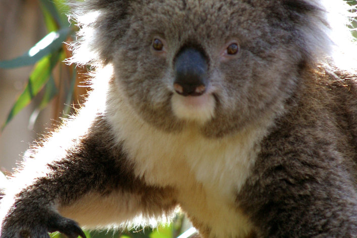 Koala