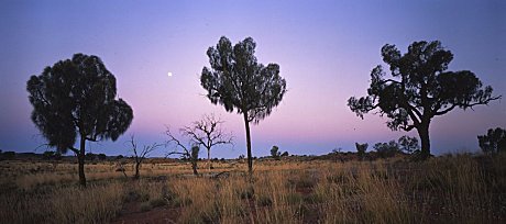 Desert Oaks