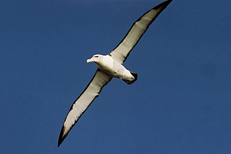Tasman Island Cruises - Shy Albatross