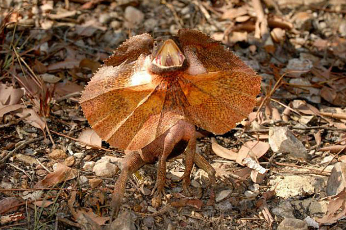 Frilled Neck lizard