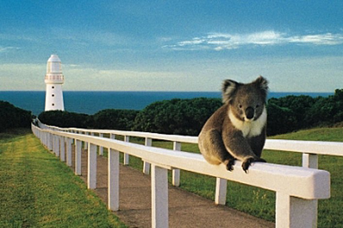 Koala & SpiltPoint Lighthouse