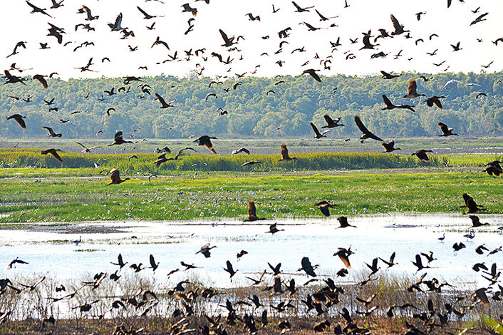 A sample of the birdlife on display