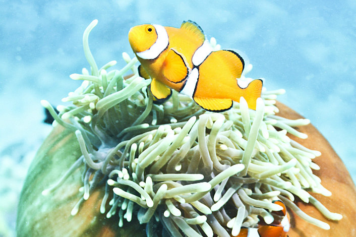 An Anenome Fish at home