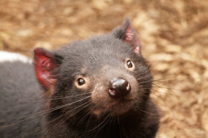 Tasmanian Devil