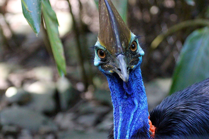 Cassowary at Wildlife Habitat 