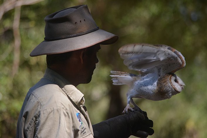 Territory Wildlife Park owl