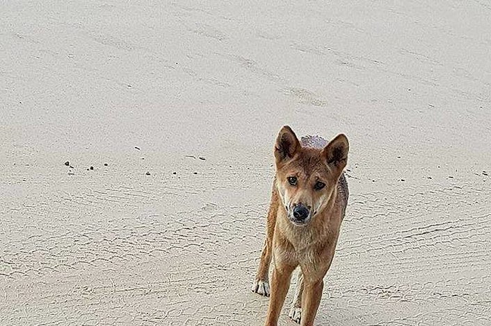 Dingo