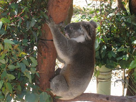 Koalas